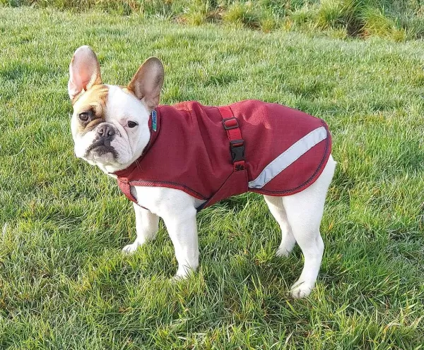 Hondenjas Cherry 50 Gr | Bucas Online