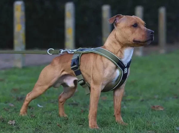 bullybillows_bullybillows__ramsey_range_slip_on_harness_black__yellow_3.webp - Ramsey Range Slip On Harness Black & Yellow | BullyBillows Discount