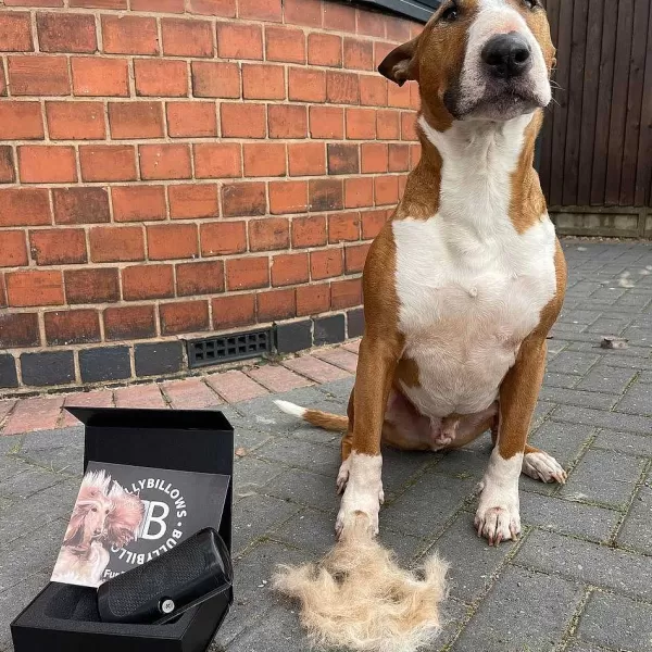 bullybillows_bullybillows_complete_animal_deshedding_kit__black_6.webp Complete Animal Deshedding Kit - Black | BullyBillows Fashion