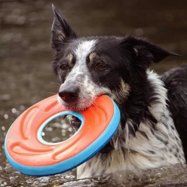 Zipflight | Chuckit Hot