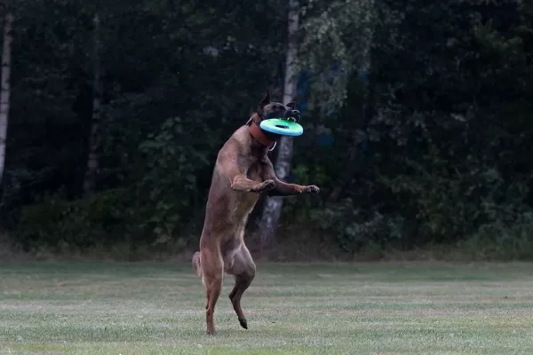 Zipflight | Chuckit Hot