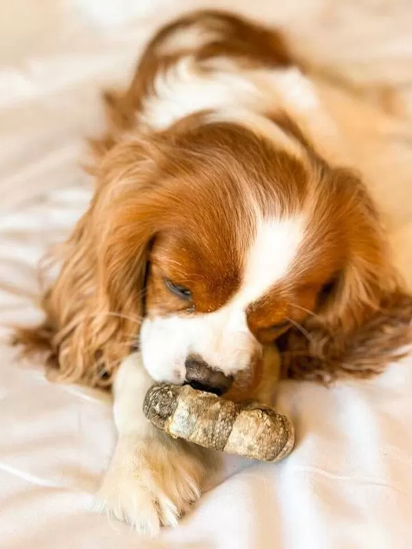 Life-Savers Codfish Cews | Cooka's Cookies Clearance