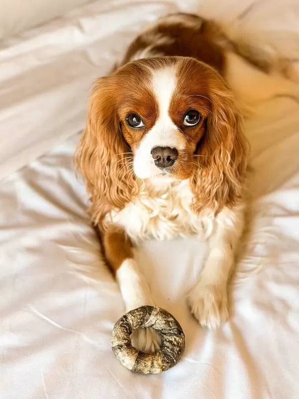 Life-Savers Codfish Cews | Cooka's Cookies Clearance