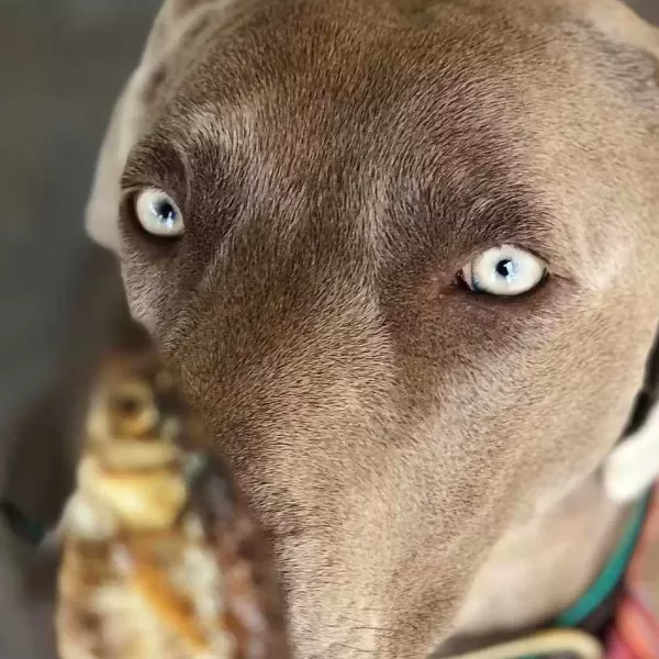 cookas_cookies_cookas_cookies_little_fish_in_a_jar_2.webp Little Fish In A Jar | Cooka's Cookies Best Sale