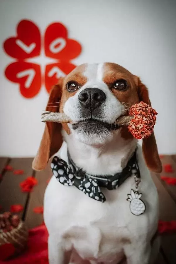 Lollipop | Cooka's Cookies Shop