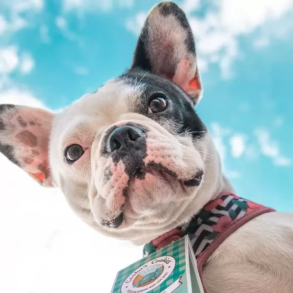 Natural Treats Chicken Love | Cooka's Cookies Best Sale