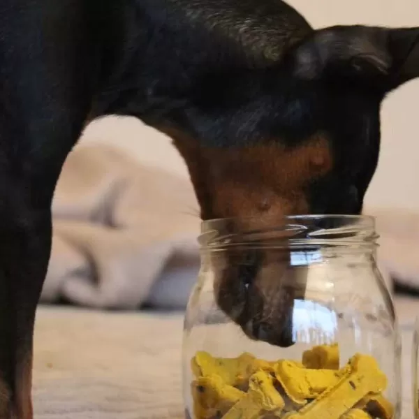 Sintra Bliss | Cooka's Cookies New