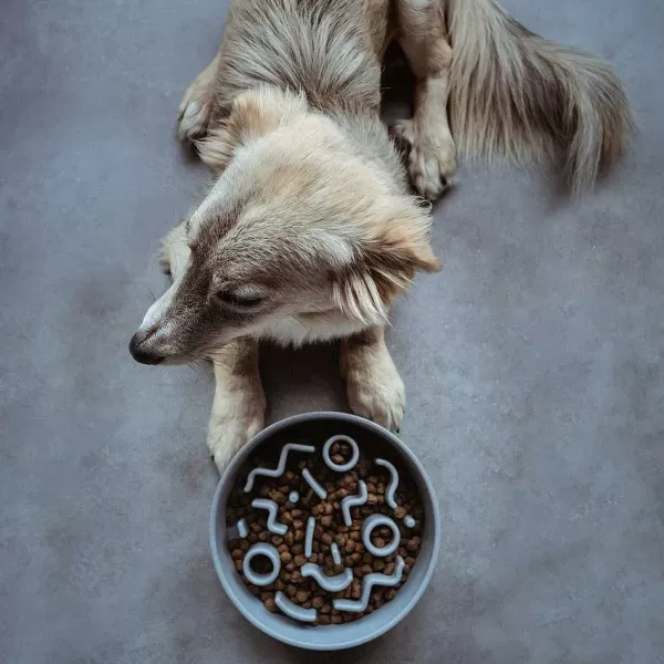 district_70_bamboo_antischrok_voerbak_6.webp District 70 Bamboo Anti-Schrok Voerbak | The Dog Lounge Sale