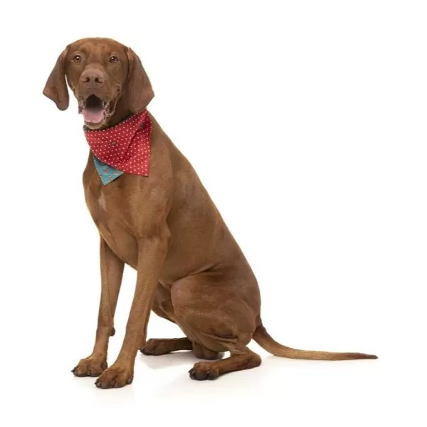 Xmas Bandana Ginger Homies | Fuzzyard Shop