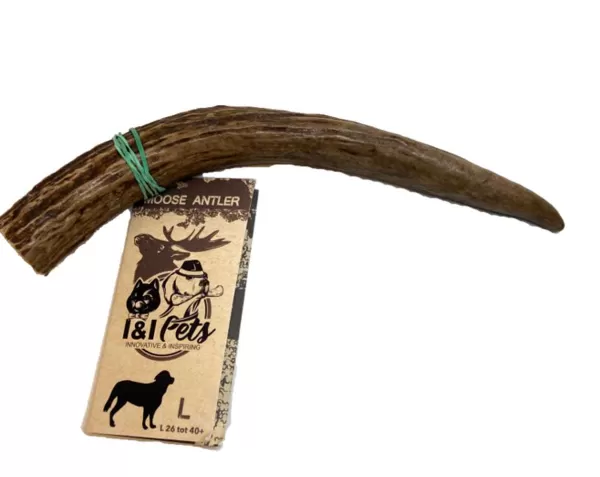 Moose Antler | I&I Pets Online