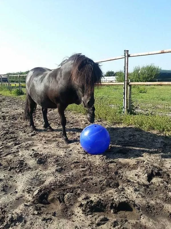 Ball Push And Play | Jolly Hot