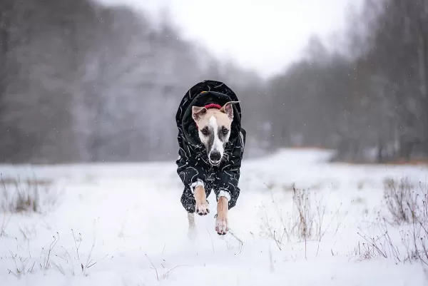 Winter Suit | Paikka Cheap