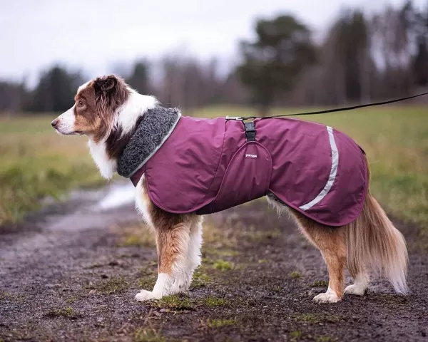 pomppa_peruspomppa_hondenjas_met_tuig_opening_7.webp Perus Hondenjas Met Tuig Opening | Pomppa Cheap