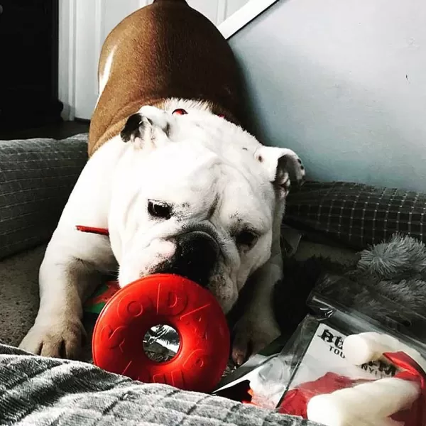 sodapup_sodapup_life_saver_toy__treat_dispenser_2.webp Life Saver Toy & Treat Dispenser | Sodapup Cheap