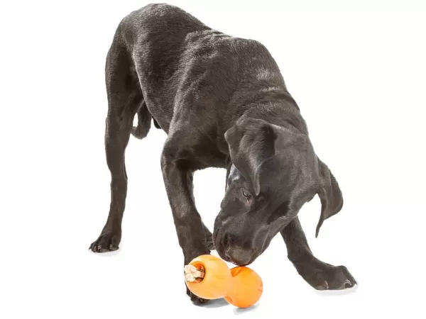 westpaw_westpaw_zogoflex_qwizl_6.webp Zogoflex Qwizl | Westpaw Outlet