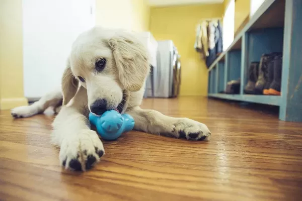 Zogoflex Tux | Westpaw Best Sale