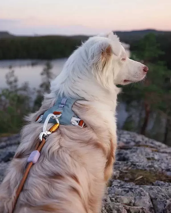 Alpha 360 Harness Glacier Green Mix | Woolly Wolf Flash Sale