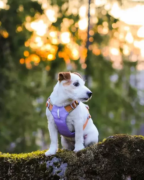 Alpha 360 Harness Lavender Mix | Woolly Wolf Outlet