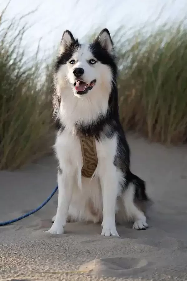 Roam Harnas Green Ripple | Woolly Wolf Cheap